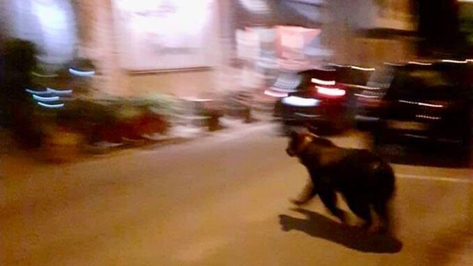 orso-a-passeggio-scanno