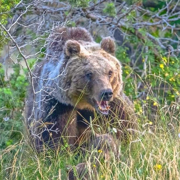 Orso-marsicano